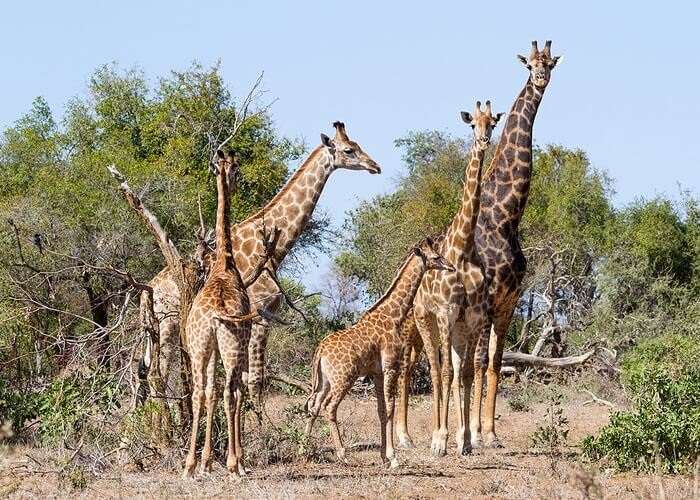 Why Are Giraffes Endangered? - FamilyEducation