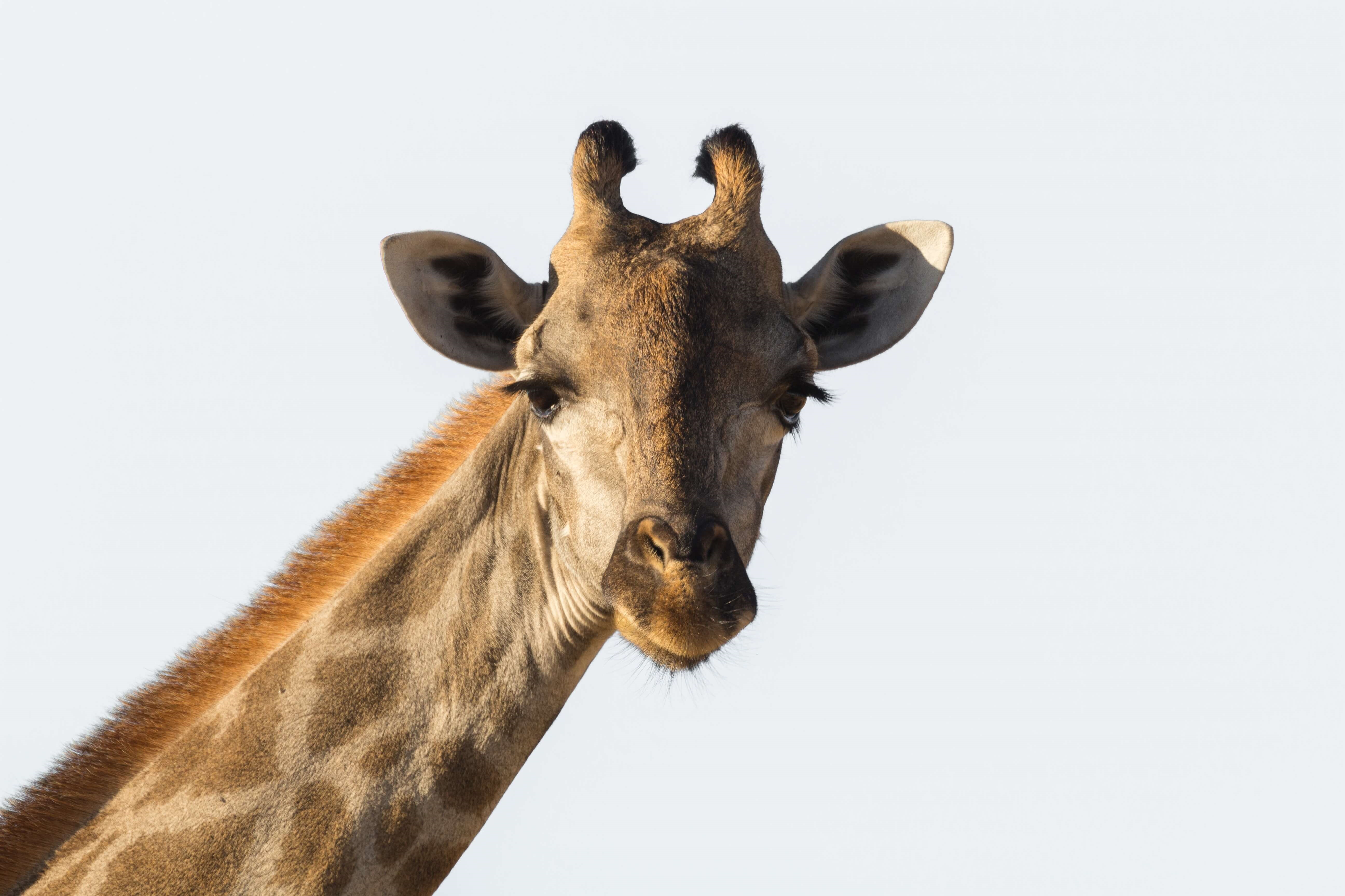 Why Are Giraffes Endangered? - FamilyEducation