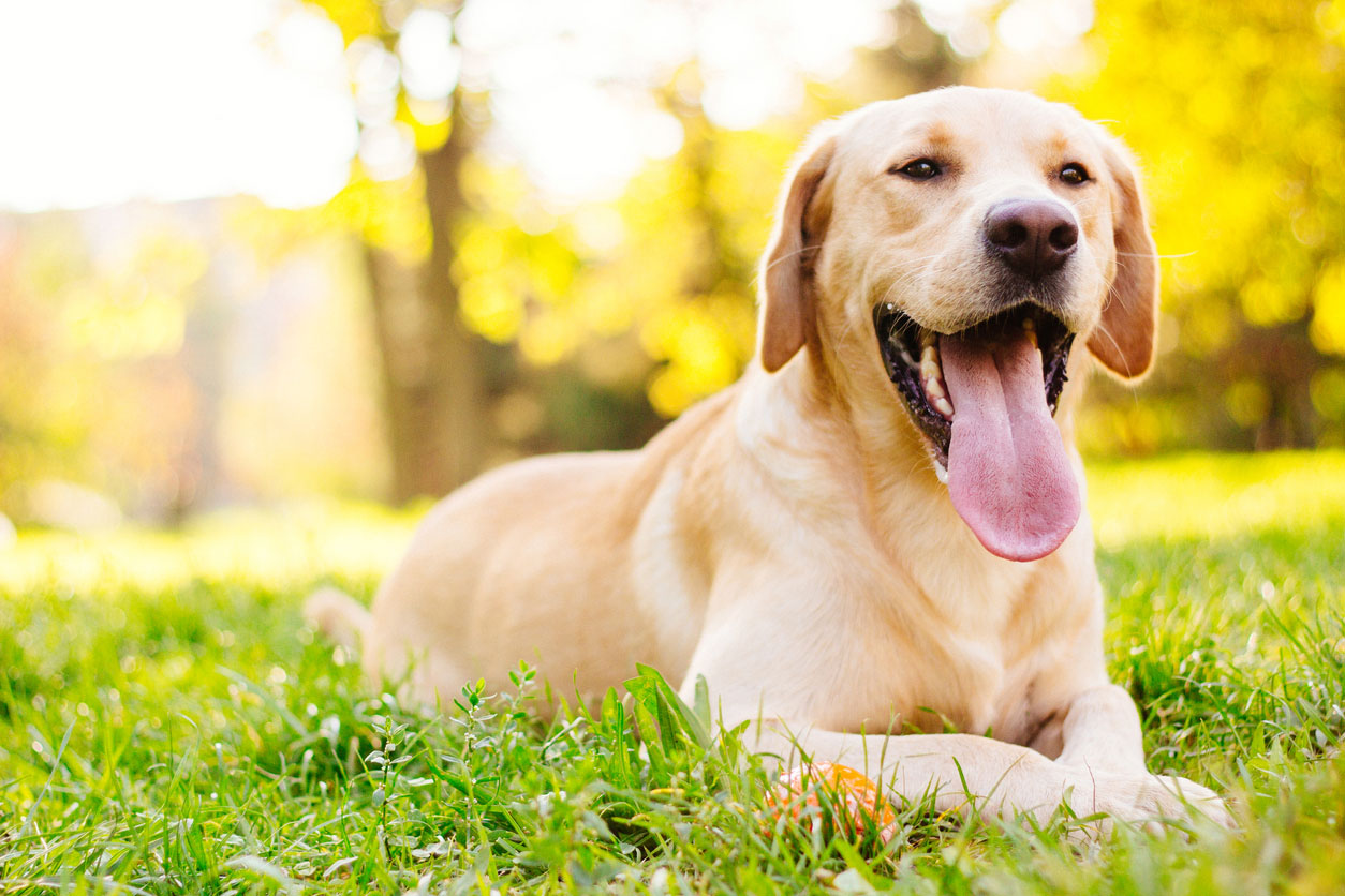 yellow labrador retriever in grass