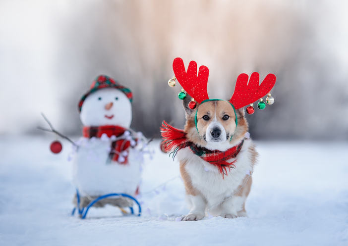 Christmas dog