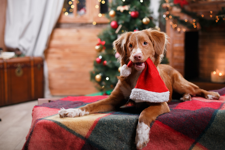 Christmas dog