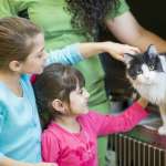 Where and How to Adopt or Buy Cats