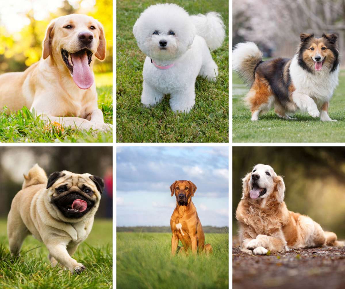 cutest dog breeds in the world