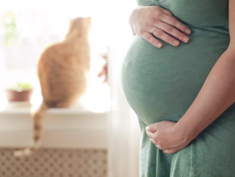 handling cat litter while pregnant