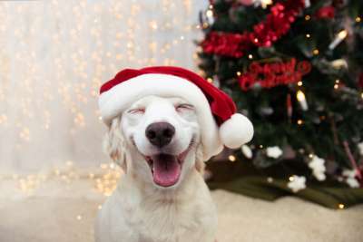 Christmas dog