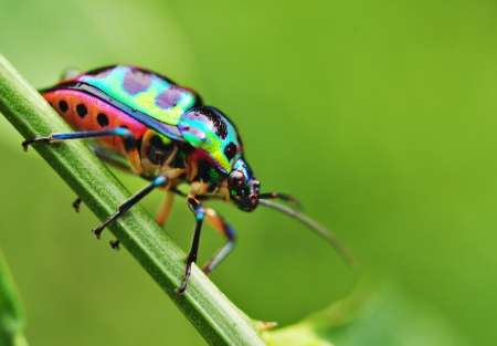 Egg Carton Insects - FamilyEducation