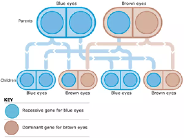 Eye Color Genetics Chart - FamilyEducation